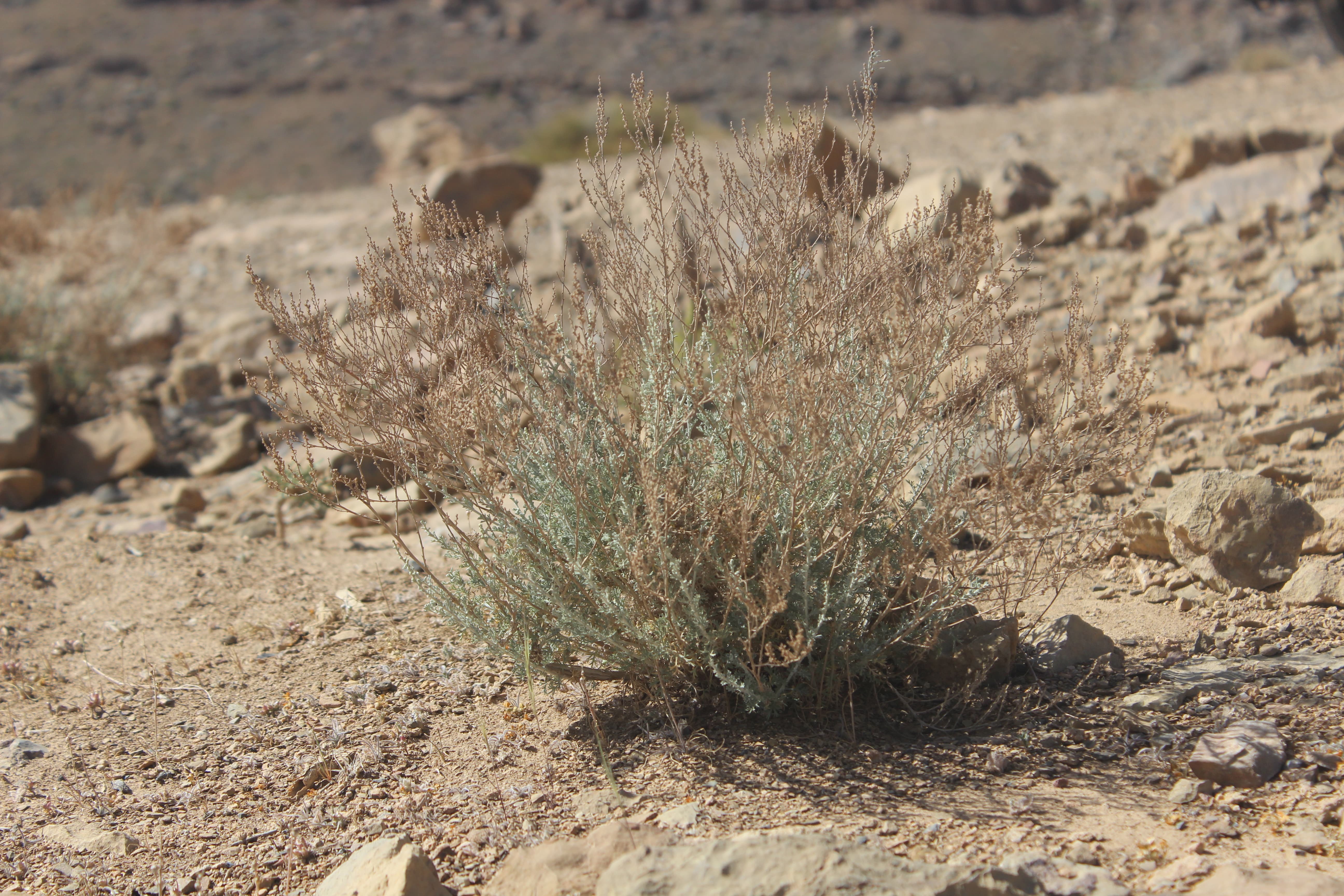 Plant Image